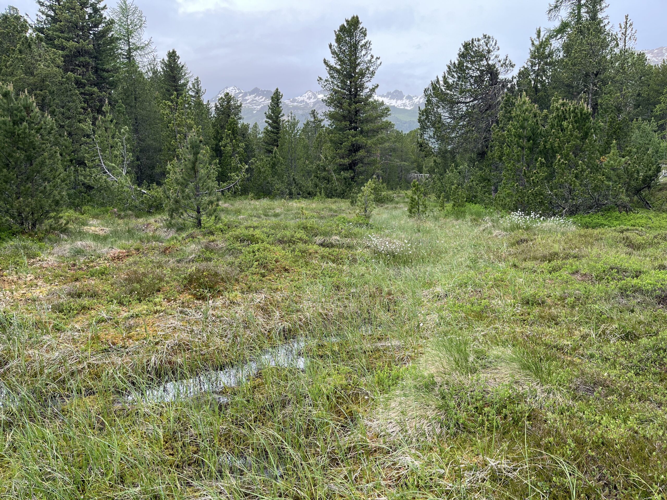 Aufwertung Moore Stazerwald