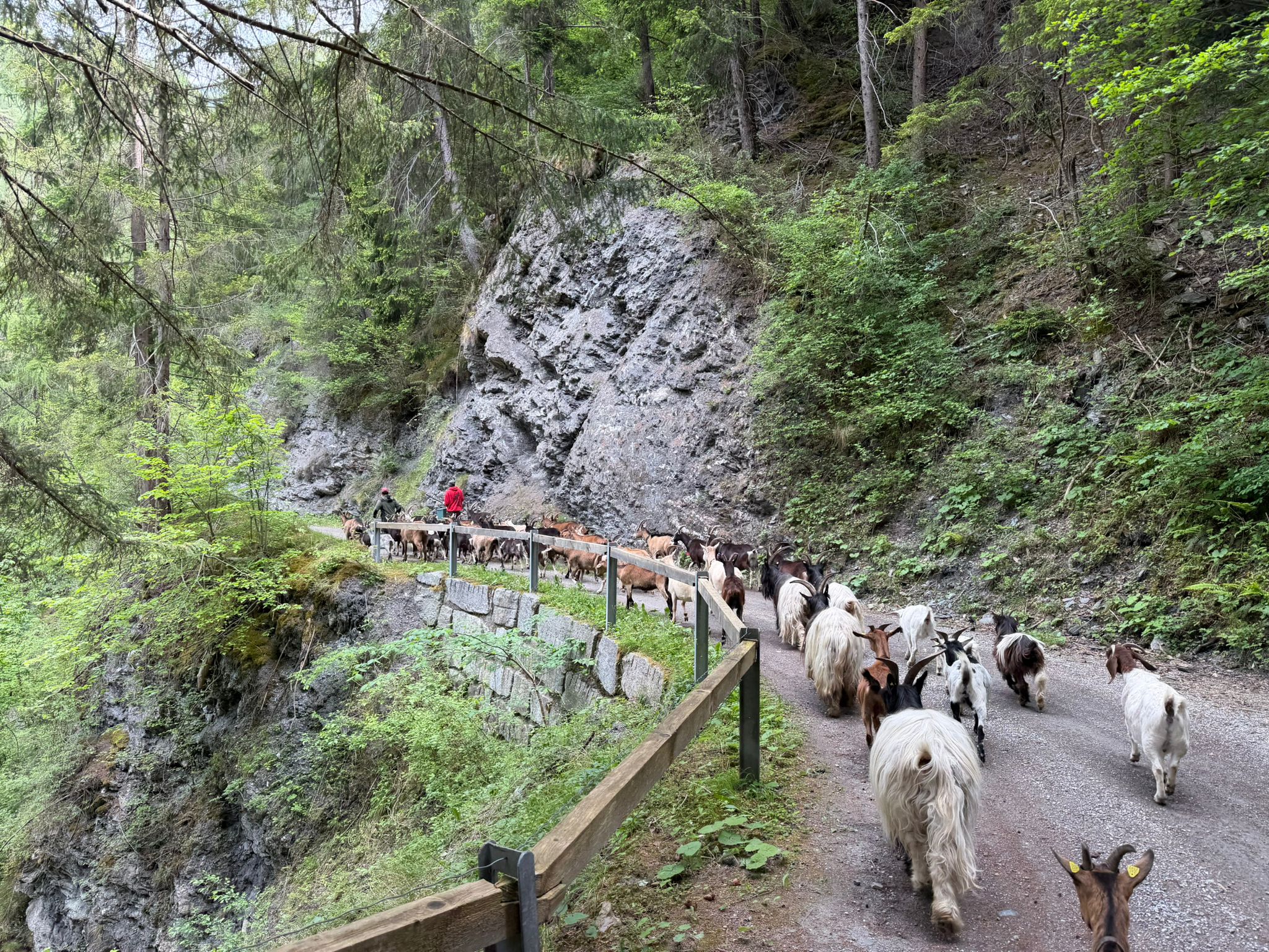 Alpaufzug Wanderziegen in Tuleu